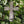 Load image into Gallery viewer, St. Patricks water Font made from Mullingar Pewter a Silver metal. This photo has the water font which depicts the life of St. Patrick, resting on a bed of Irish wild Ivy.