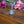 Load image into Gallery viewer, A silver-toned metal hair pin with an intricate Celtic knot design, displayed on a rustic wooden surface with pink and purple flowers in the background.
